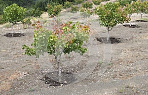 Pistachio trees