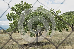 Pistachio trees