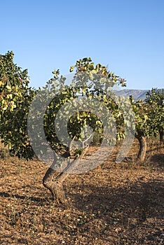 Pistachio trees