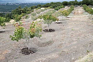 Pistachio trees