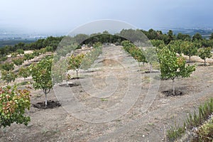 Pistachio trees
