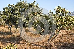 Pistachio trees