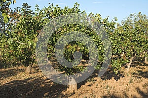Pistachio trees