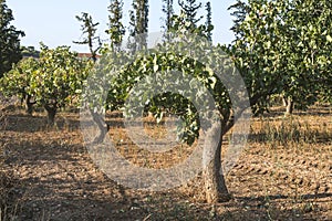 Pistachio trees