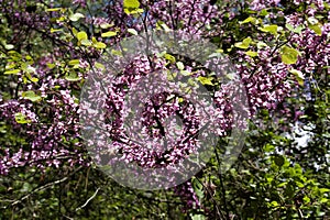 Pistachio, wild nard, turpentine tree, blooms in Taurus mountains photo