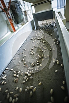 Pistachios from the conveyor belt during the manual discard phase.