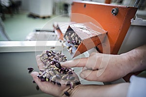 Pistachios from the conveyor belt during the manual discard phase.