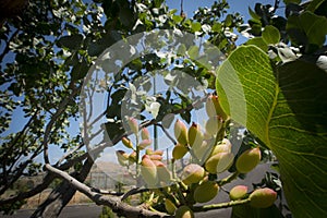 Pistachios grow on the tree, Bronte, Sicily.