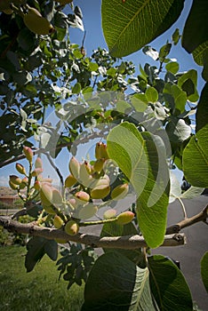 Pistachios grow on the tree, Bronte, Sicily.