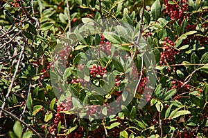 Pistacia atlantica