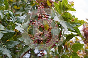 Pistacia atlantica with ripe fruits in their natural habitat