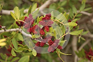 Pistacia Lentiscus in the garden