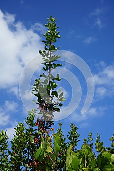 Pistacia lentiscus with red fruits growing in August. Rhodes Island, Greece