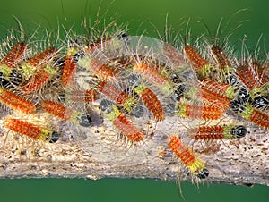 Pistacia Processionary Moth, Thaumetopoea solitaria photo