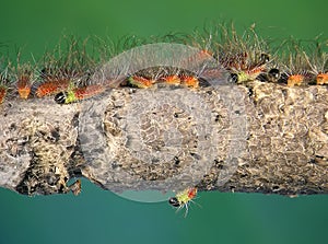 Pistacia Processionary Moth, Thaumetopoea solitaria photo