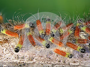 Pistacia Processionary Moth, Thaumetopoea solitaria photo