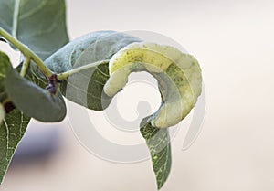 Pistacia terebinthus Cyprus turpentine shrub with horn-shaped galls and balls with lanceolate green leaves stems on homogeneous