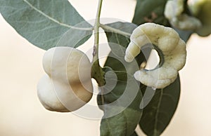 Pistacia terebinthus Cyprus turpentine shrub with horn-shaped galls and balls with lanceolate green leaves stems on homogeneous