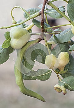 Pistacia terebinthus Cyprus turpentine shrub with horn-shaped galls and balls with lanceolate green leaves stems on homogeneous