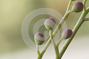 Pistacia terebinthus Cyprus turpentine shrub with horn-shaped galls and balls with lanceolate green leaves stems on homogeneous