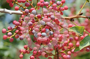 Pistacia vera, the fruit arsenic tree