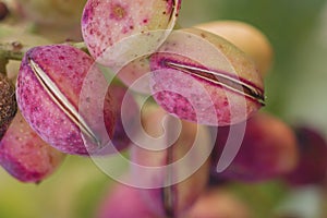 Pistacia vera fruits close up