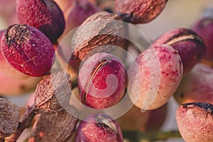 Pistacia vera fruits close up