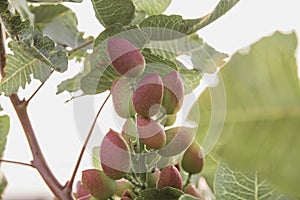 Pistacia vera fruits close up