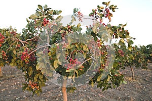 Pistacia vera tree with fruits