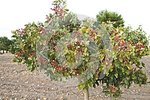 Pistacia vera tree full of fruits