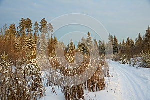 Pistes of winter forest photo