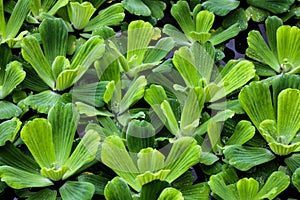 Pistia is a monotypic genus of the Aroid family Araceae . Grassy aquatic plant used in aquariums. background