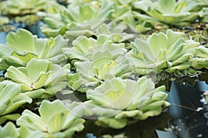 Pistia plants on the water shoot with narrow focus