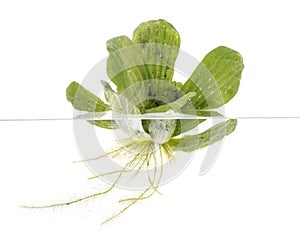 Pistia stratiotes in studio