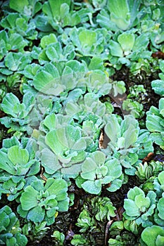 Pistia (Water cabbage)