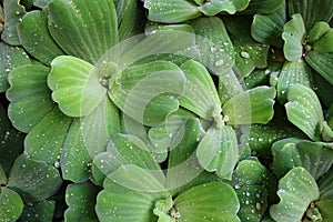 Pistia - water lettuce (water cabbage - Nile cabbage - shellflower)