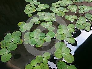 Pistia the water lettuce