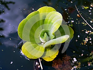 Pistia Water Plant