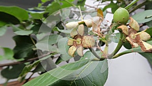 The pistil of crystal guava fruit is still small, prospective fruit and flower buds that have not yet bloomed