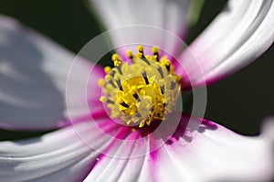 The pistil of galsang flower