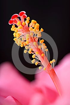 Pistil of hibiscus