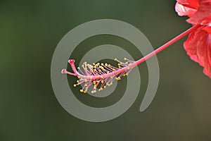 The Pistil of Hibiscus flower