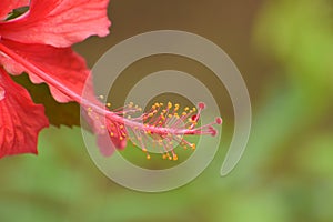 The Pistil of Hibiscus flower