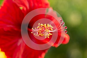 Pistil Hibiscus rosa-sinensis L. prominent pistil and stamen.