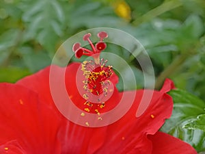 Pistil of Hibiscus Rosa Sinesis Flower photo