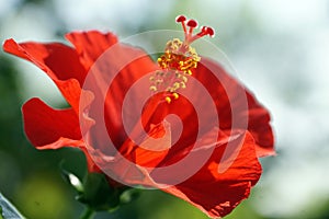 The pistil and petal of red hibiscus.