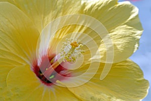 pistil and plant reproductive parts of yellow petal Hibiscus flower in Spring