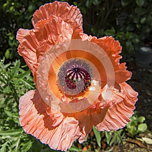 Pistil with seeds of a wide opened orange poppy flower - Papaver rhodeas