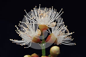 Pistil and stamen flower Detail Macro view