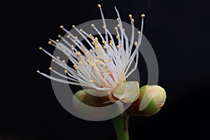 Pistil and stamen flower Detail Macro view